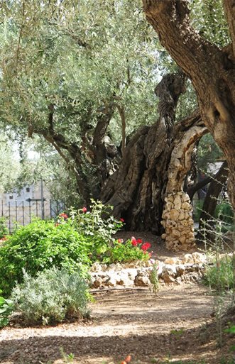Garden of Gethsemane 3